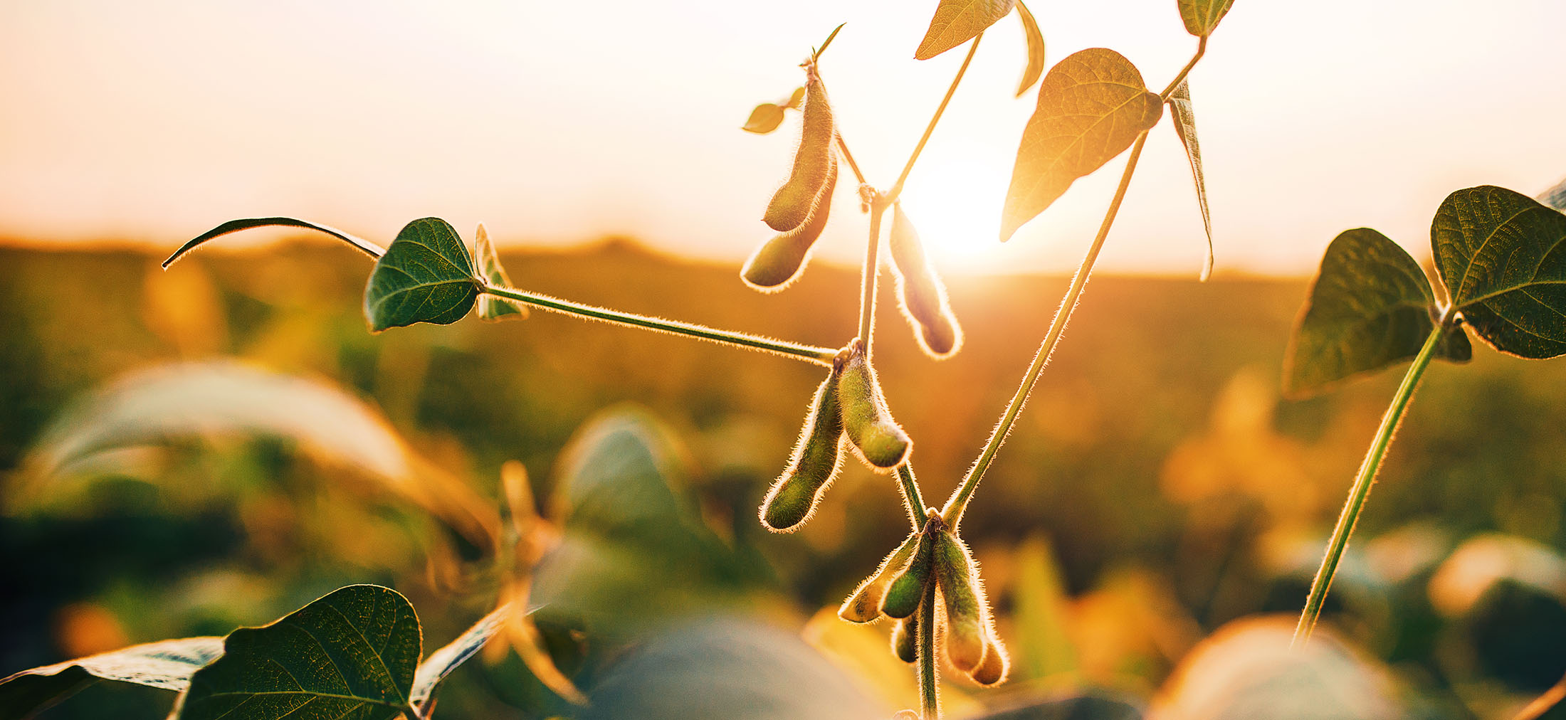 Babi pun Harus Move On